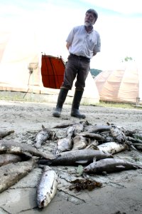 Dead fish, sediment after Hurricane Irene flood event photo