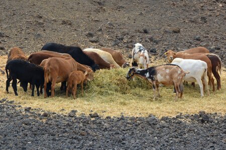 Power supply food herd