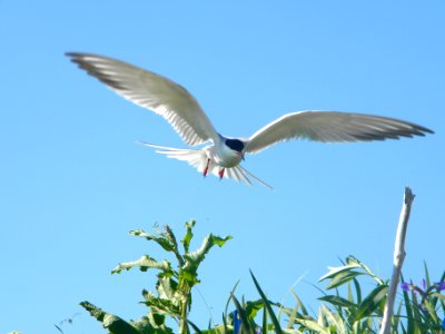 Common tern in flight