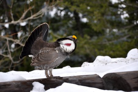 Dusky Grouse, 5-16-2014