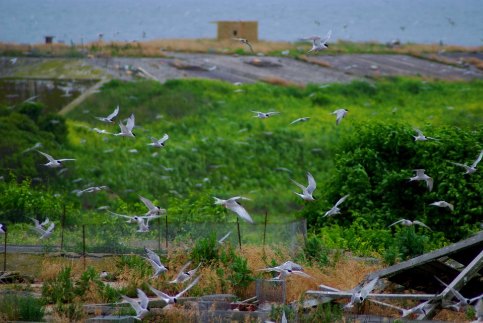 Great Gull Island, NY