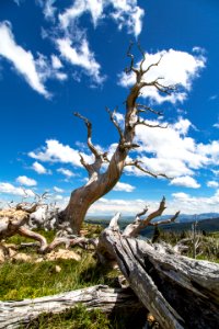 Twisted Whitebark Pine (2)
