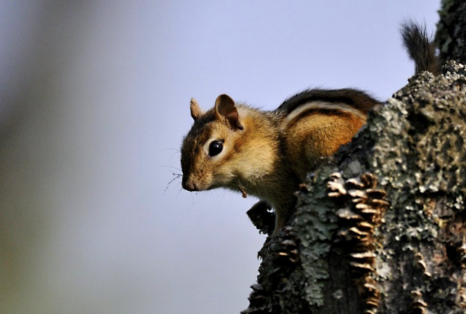 Photo of the Week - Eastern Chipmunk (MA)