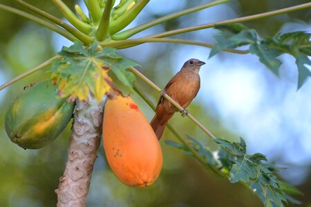 Papaya thrush birdie