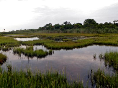 Lido Beach Wildlife Management Area photo