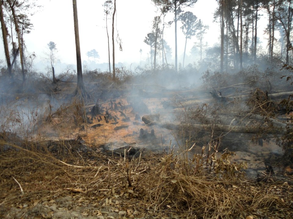 Smoldering peat fire