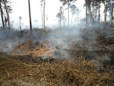 Smoldering peat fire