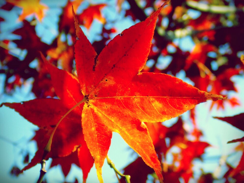 Red orange autumn