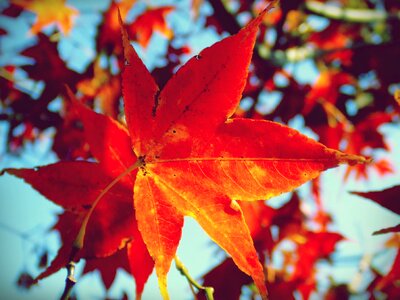Red orange autumn photo