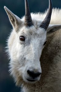 Mountain Goat- Cute Teen