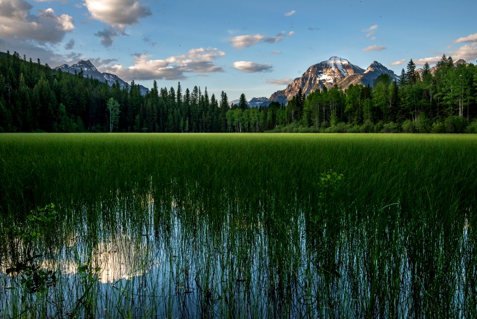 Bowman Lake - Mosquito View
