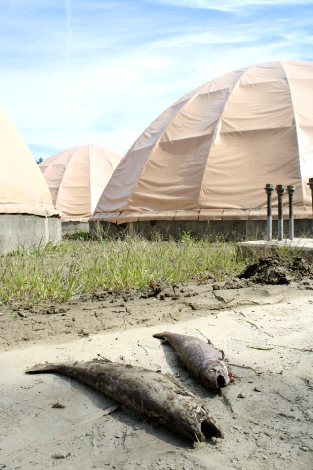Dead fish, sediment after Hurricane Irene flood event