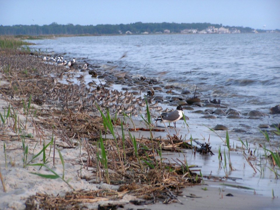 Shorebirds & Horseshoe Crabs