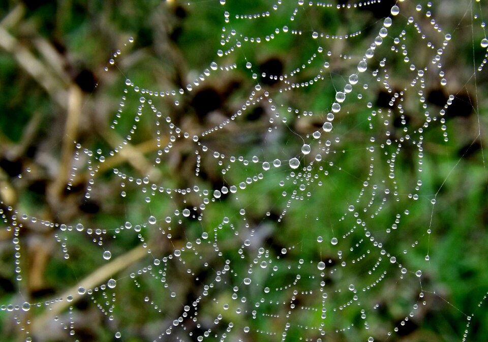 Drop water drops rain drops