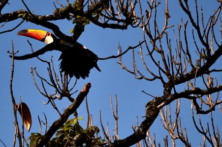 nossa-braslia---tucano 30182241201 o