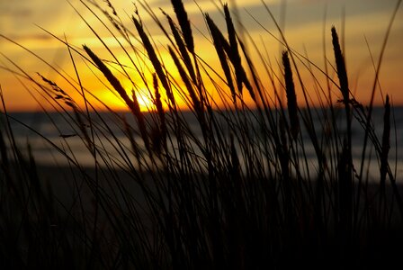 Sunset reeds sea