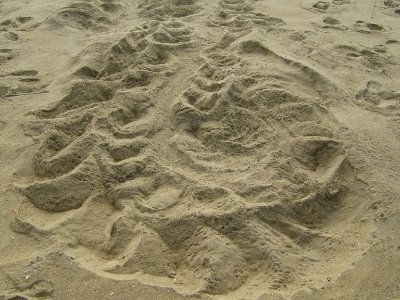Sea turtle crawl loop photo