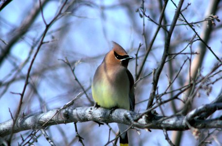 Photo of the Week - Cedar Waxwing photo