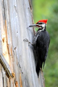 Pileated Woodpecker photo