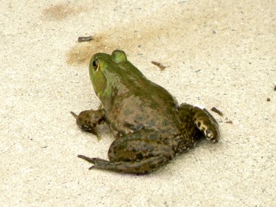 Green Frog photo