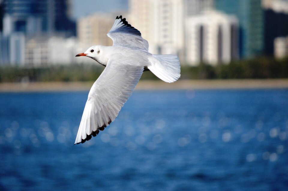 Seabird flight wings