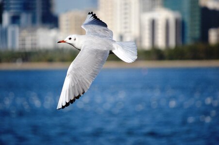 Seabird flight wings