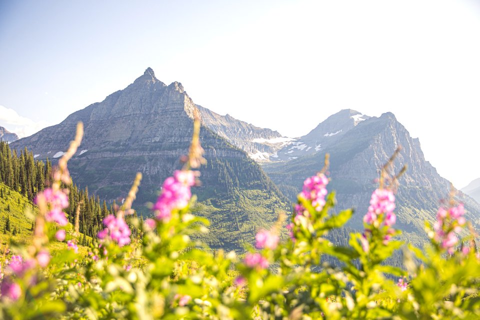 Fireweed blooms bright along Going-to-the-Sun Road.