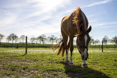 Blue sky muzzle grass