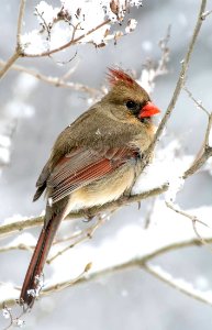 Northern Cardinal female photo