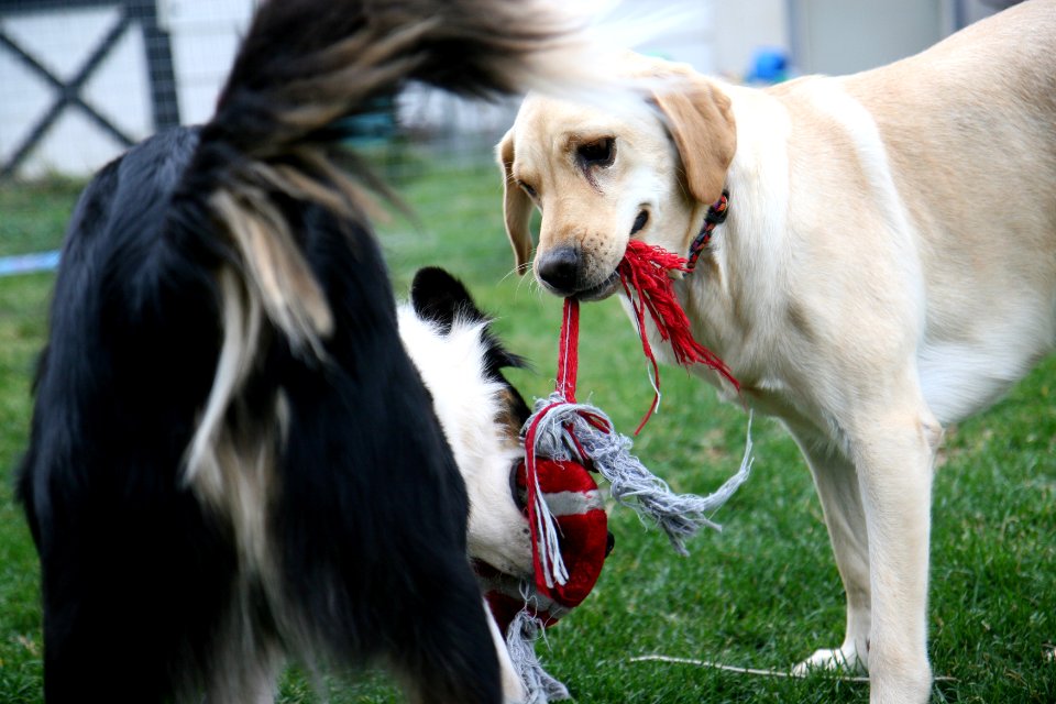 ninja jake and bella