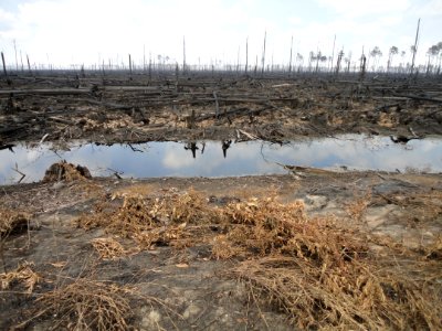 Fire along swamp ditch