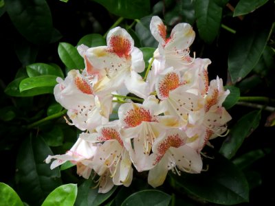 Bloemen insecten 2019 Rotterdam
