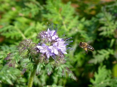 Phacelia tanacetifolia