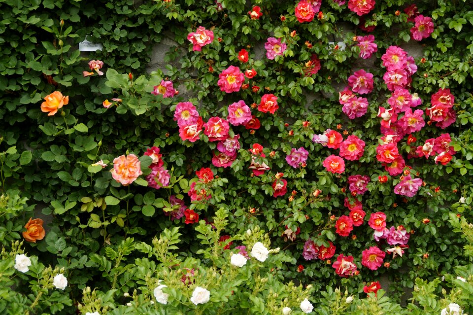 Bloom bloom colorful