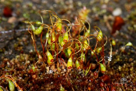 Funaria hygrometrica