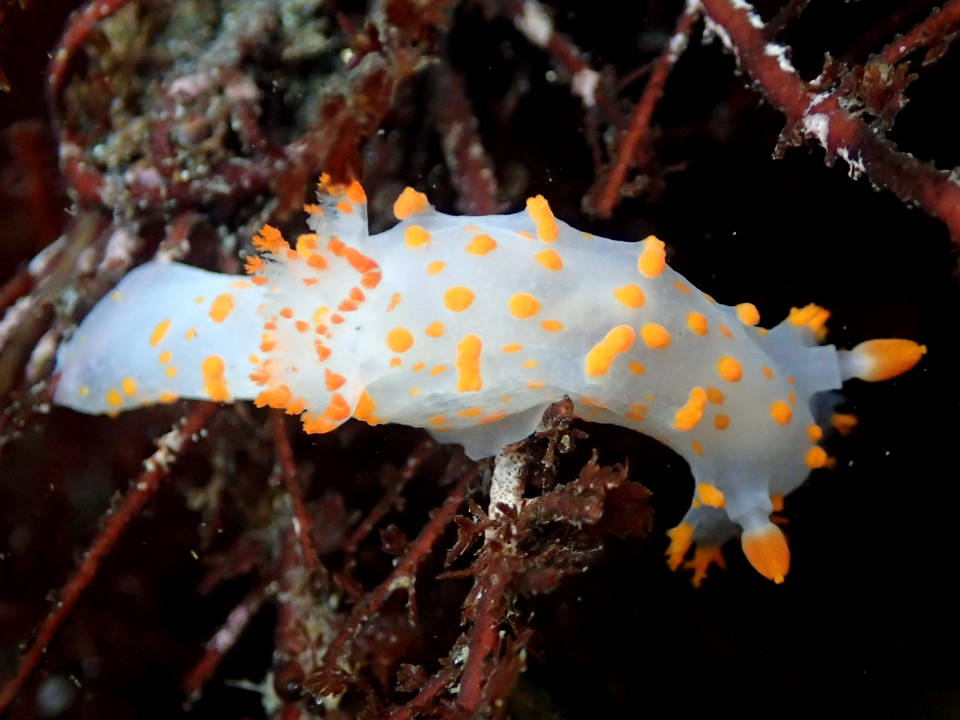 nudibranch Triopha catalinae