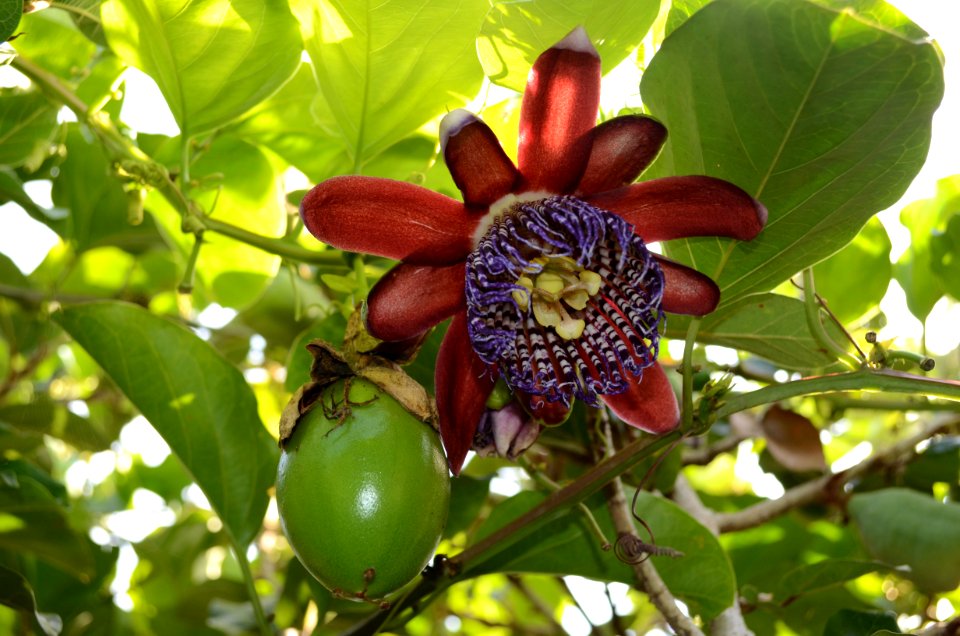 Maracuya