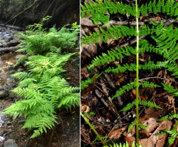 Athyrium-filix-femina