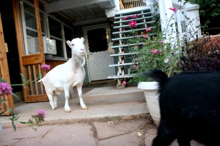 the goats