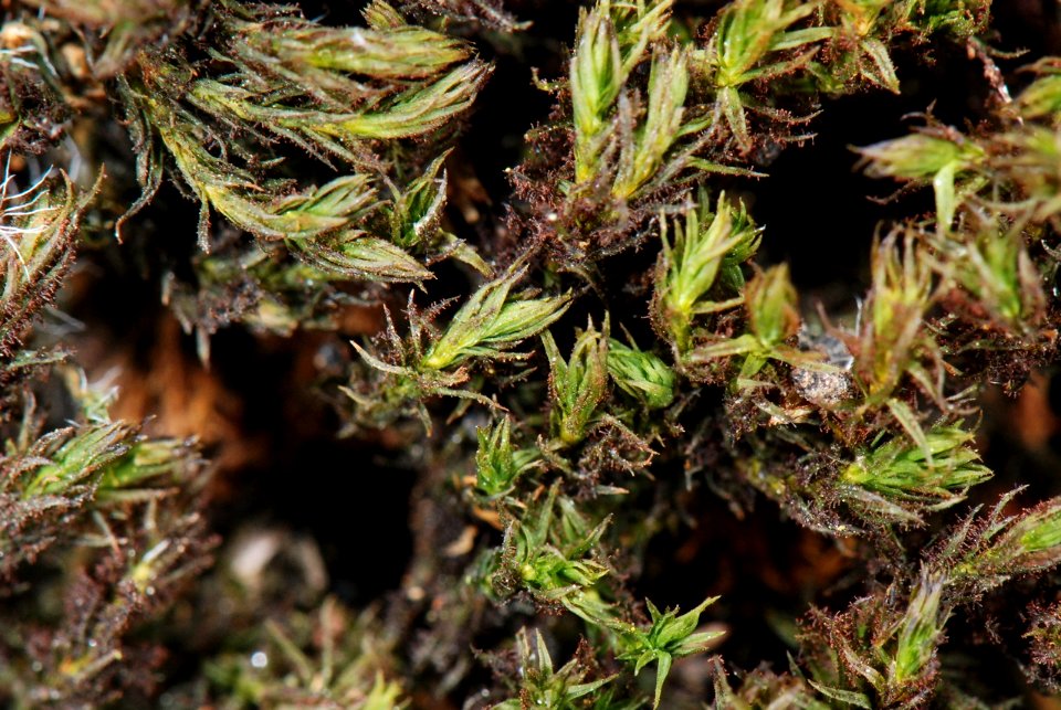 Orthotrichum lyellii