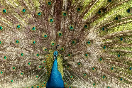 Peacock bird peacock feathers