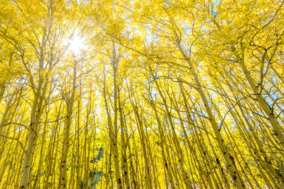 Many Glacier- Glowing Aspen