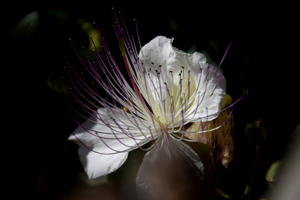 Capparis spinosa