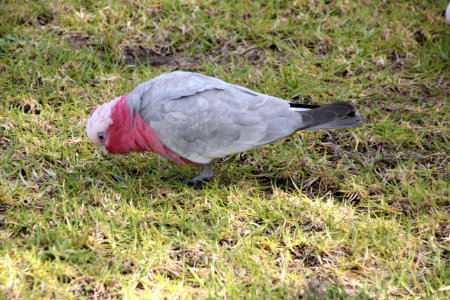 Galah. Cacatua roseicapilla