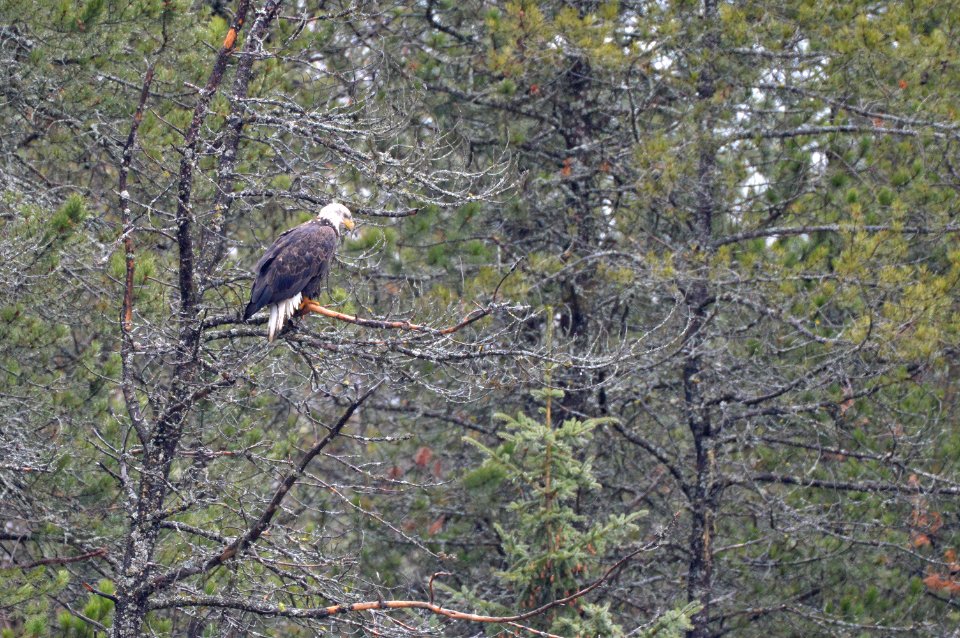 Bald Eagle perched above Lower McDonald Creek