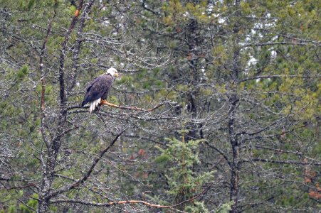 Bald Eagle perched above Lower McDonald Creek