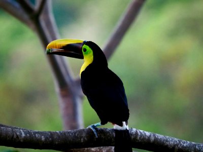 Toucan and Fruit photo