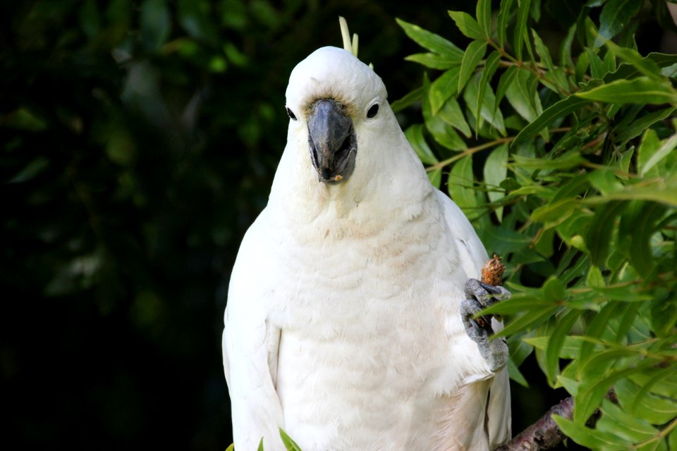Sulphur-crested Cockatoo. Caratua galerita