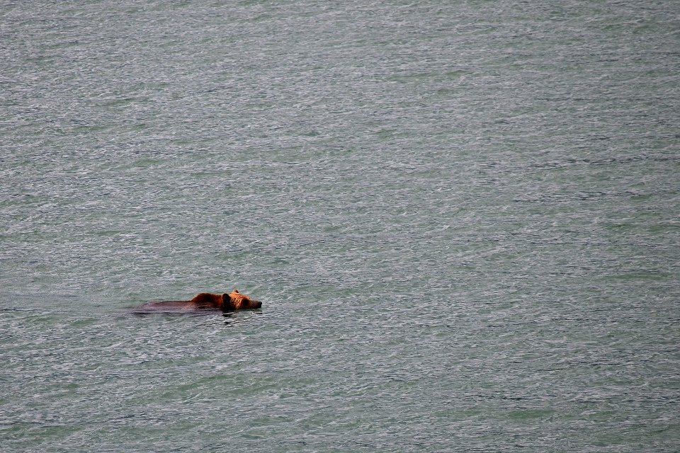 Grizzly Bear swimming across Lake Sherburne