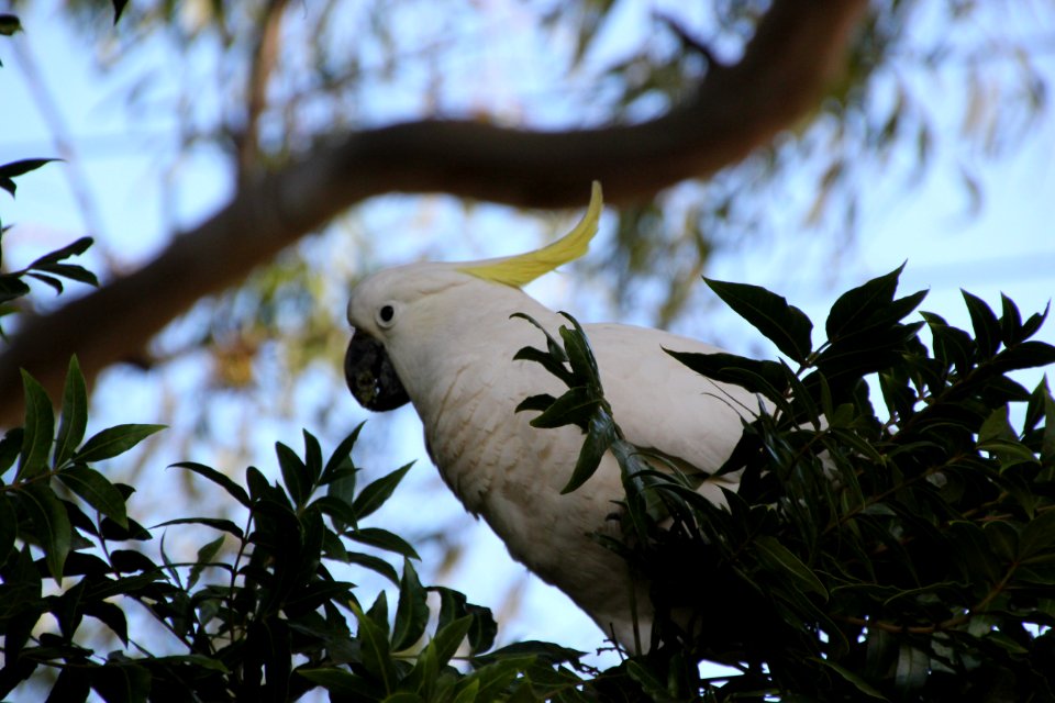 Sulphur-crested Cockatoo. Caratua galerita